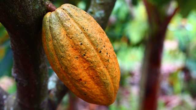 Cioccolato fondente benefici dalla fava di cacao