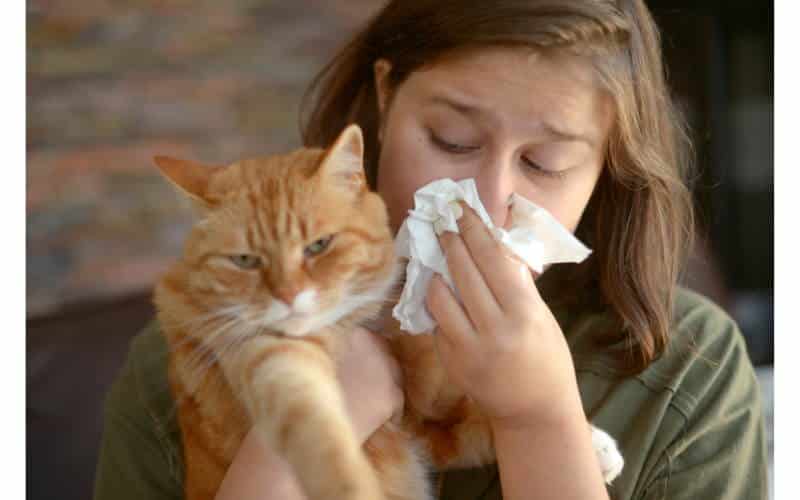 immunoterapia allergia al gatto