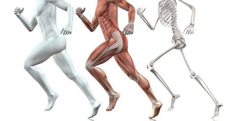 Il sistema muscolo scheletrico umano