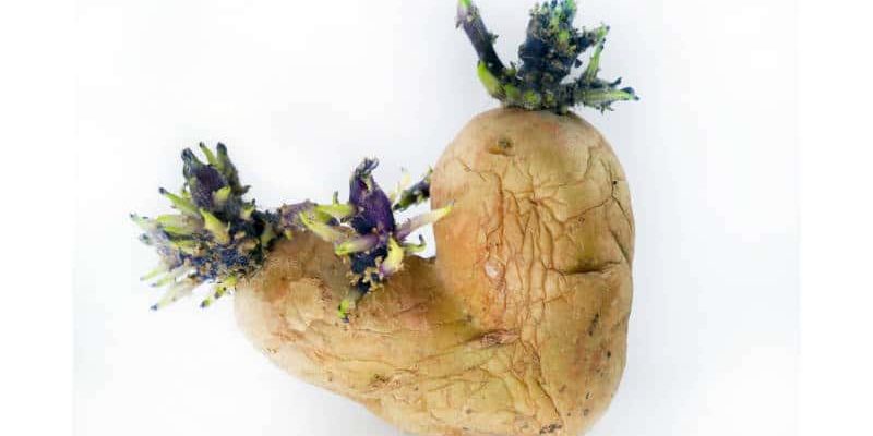 patate germogliate in gravidanza