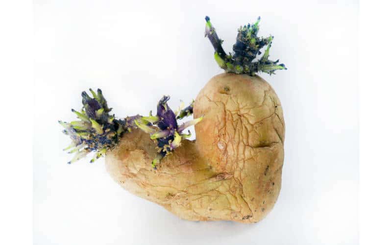 patate germogliate in gravidanza